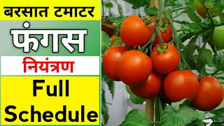 Tomato Full Schedule-| Fungus Control | बरसात टमाटर | Tamatar ki kheti