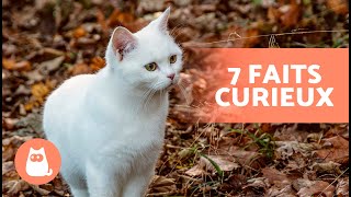 7 CURIOSITÉS sur les CHATS BLANCS 🐱🤍