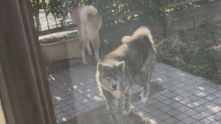 朝のお外タイム中、隣の柴ちゃんにイキる秋田犬こむぎ【Akita-inu】@akita-inu-pata