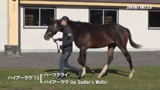 10/23　ハイアーラヴ'15（父ハーツクライ　母父Sadler's Wells）歩き