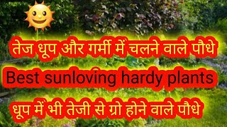 तेज धूप और गर्मी में चलने वाले पौधे||Best sunloving hardy plants 🌞🌲🌳