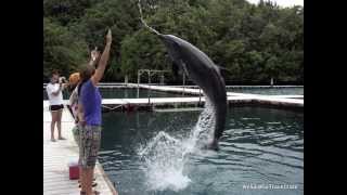 Dolphins Pacific, Palau 2013