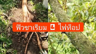 ไฟท็อปบวกฟิวซาเรียม เป็นรอบต้นทำอย่างไร || สวนผลไม้ลุงต้น