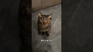 对！我是坏妈妈 记录猫咪日常 猫猫的心思全写在脸上了