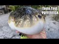 The 'Deadliest' Catch & Cook: PUFFERFISH!!! (FUGU)