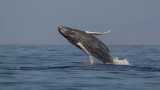 Whale animations