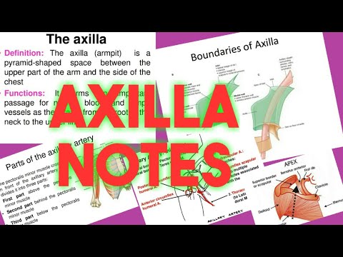 Axilla Anatomy Notes || Boundaries Of Axilla || Anatomy Notes || Upper ...