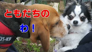 ともだちのわ 【おてんばビーグルふくちゃん】その229