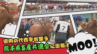 共進会って？その２【熊本県畜産共進会に密着！】