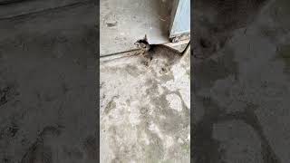 इसका बस चले तो यह कहीं जानेही नहीं देगी #catvideos #shorts #catlover #kitty #cute #love #babyanimal