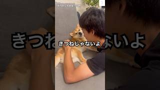 爆笑‼️変な友達に絡まれる柴犬がおもしろい😂　#柴犬　#犬　#柴犬のいる暮らし #おもしろ #かわいい