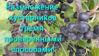 Черенкование ЧЁРНОЙ СМОРОДИНЫ.Самые надёжные способы#размножениесмородины#обрезкасмородины#кусты#сад