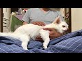 犬のコハクを寝落ちさせる簡単な方法 easy way to let the dogs fall asleep