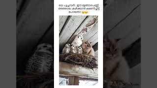 ഇതിൽ ഏതാ നമ്മുടെ സർ #youtubeshorts #cat #catlover #viralvideo #viralshorts #cats