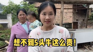 婆家養5頭牛，網友說得值10多萬！ 越南媳婦驚訝：婆家是隱形富豪？