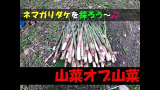 【山菜】ネマガリダケを狩りに行こう～♬今が旬☆