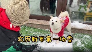 狗子见证农历新年第一场雪