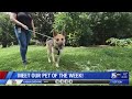 Meet our pet of the week!