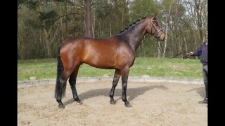 Belissimo M-Dressman gelding * 2011 for sale