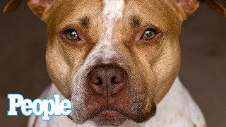 Dr. Evan Antin Answers: Is It Safe To Have A Pit Bull As A Pet? | Pets | People