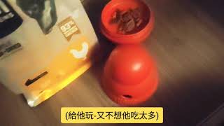 [DoReMi下午茶] 🐶 玩具不倒翁 | 零食 | Kong - 長毛臘腸狗