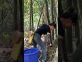 Bamboo forest labor experience: every cut is a trace of time