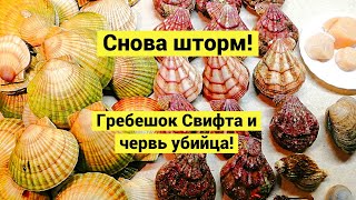 Снова шторм! Гребешок Свифта и червь-убийца