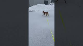 柴犬雪まみれ🐕❄️Part5