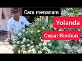 How to plant 8 o'clock flowers / Yolanda to make it lush quickly