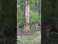 forest deer deerhunting greenforest wayanad adventuretravel youtubeshorts youtubetips family