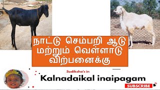 நாட்டு செம்பறி ஆடு மற்றும் வெள்ளாடு விற்பனைக்கு || Country sheep and goats for sale