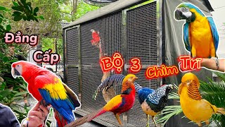 Lần Đầu thấy Vẹt Scarlet, Vẹt Blue Gold Macaw - Thả Bộ 3 Chim Trĩ Bảy Màu vào Aviary || Đạt Bird TV