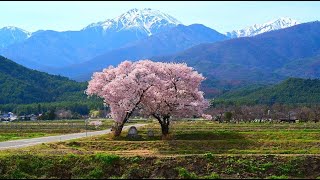 安曇野の常念道祖神の桜