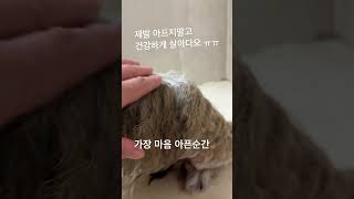 16년 같이산 반려견에게 종양이 생겼는데 확 커져버려서 넘 맘이 아프네요 ㅠㅠ