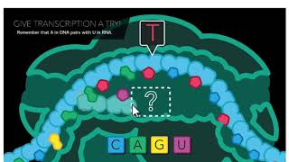 Type our your mRNA sequence below?