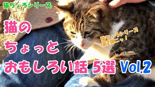 103 猫のちょっとおもしろい話5選Vol.2