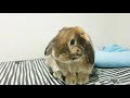 도대체 토끼는 왜 자기 똥을 먹을까 집사가 알아야 할 체크 사항 why do rabbits eat their own poop