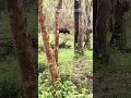 ഇത്രയേറെ കാട്ടുപോത്തുകൾ ഒരുമിച്ച് forest wildlife wildanimals animals nature wildbulls