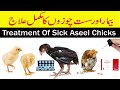 Bimar Chozo ka ilaj | Treatment of Lazy and Sick Aseel Chicks | Treatment of Fever in Chickens