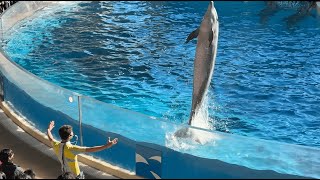 新江ノ島水族館 えのすい イルカショー \