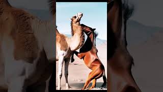 camel vs horse aggressive fight 🔥🐎🐫💥 #animals #wildlife #nature #camel #horse #shorts