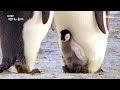 [HOT] Penguin almost got kidnapped,MBC 다큐스페셜 20200102