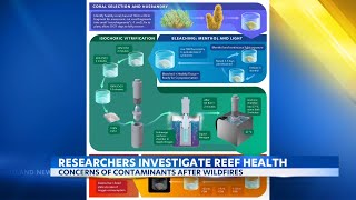 University of Hawaii researchers assess West Maui reefs post toxic ash exposure