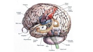 CARTA: Human Origins: Lessons from Autism Spectrum Disorders - V.S. Ramachandran