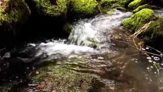 Lacamas Lake Regional Park Trail, Camas, WA 98607