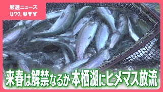 今秋のヒメマス釣り解禁を見送った本栖湖　春の解禁に向け幼魚３万匹を放流