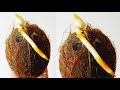 How To Grow Coconut Tree From Coconut Fruit || An Easy Way To Start A Coconut Bonsai