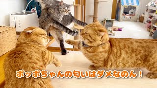 ポッポママのお尻の匂いを嗅いだぽちゃくんに注意する茶々パパ #猫 #マンチカン