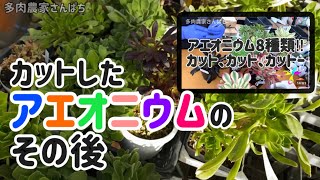 【多肉植物】【カットしたアエオニウムのその後】