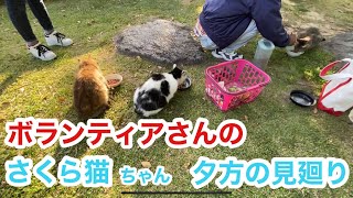 大好きなボランティアさんを待つ野良猫ちゃん達の晩ご飯がはじまりました　stray cats